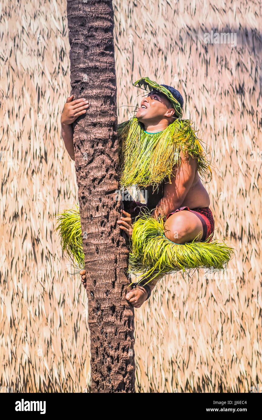 Honolulu, Hawaii - Maggio 27, 2016:Un Samoano uomo dimostra come salire un albero di cocco presso il Centro Culturale Polinesiano. Foto Stock