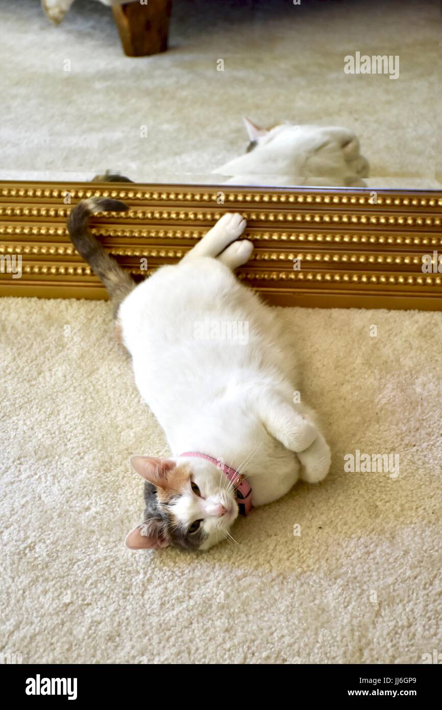 Adorabile gatto bianco recante accanto a specchio d'oro essendo giocoso Foto Stock