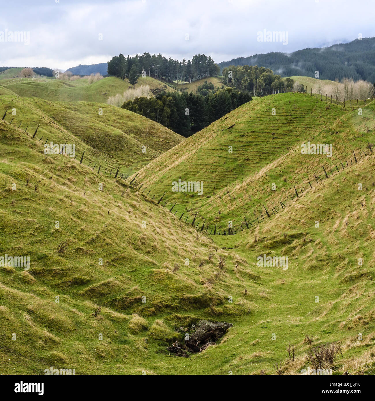 Bella conformate a V verde valle in Nuova Zelanda vicino a Rotorua Foto Stock