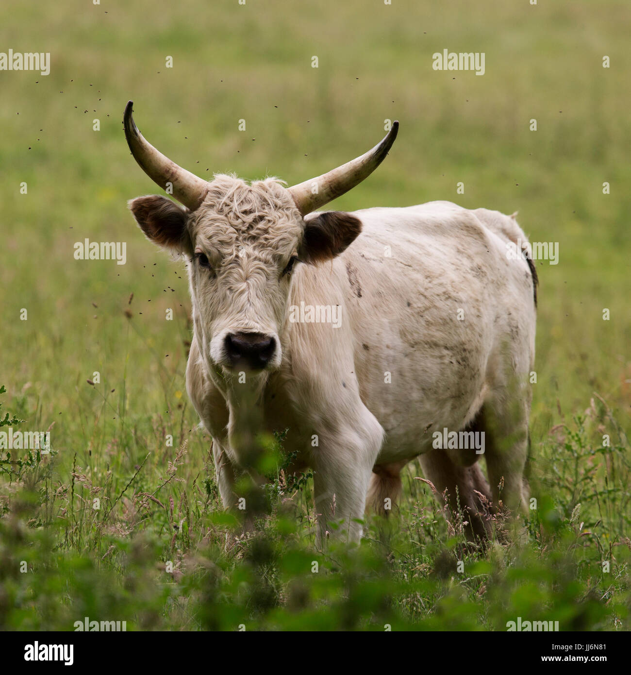 Uno dei capi di bestiame selvatico a Chillingham, circondato da mosche, in Northumberland, Inghilterra. Foto Stock