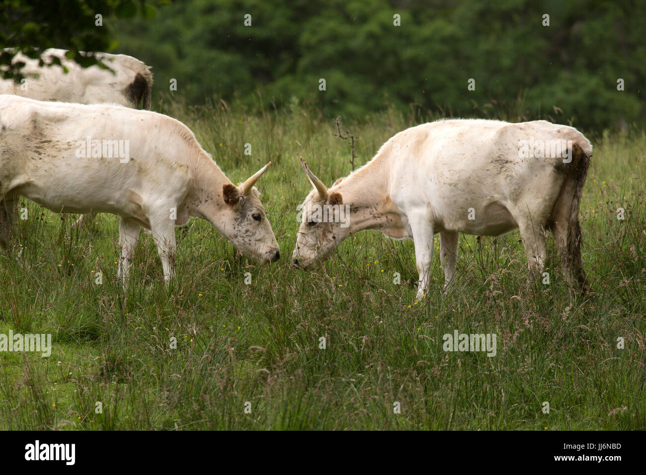 Solchi wild bestiame al Chillingham in Northumberland, Inghilterra. Foto Stock