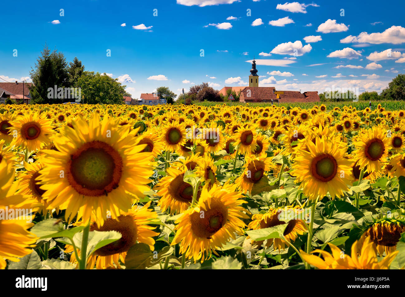 Regione di Medjimurje paesaggio e campo di girasole visualizza, villaggio idilliaco di Sveti Kriz, Croazia Foto Stock