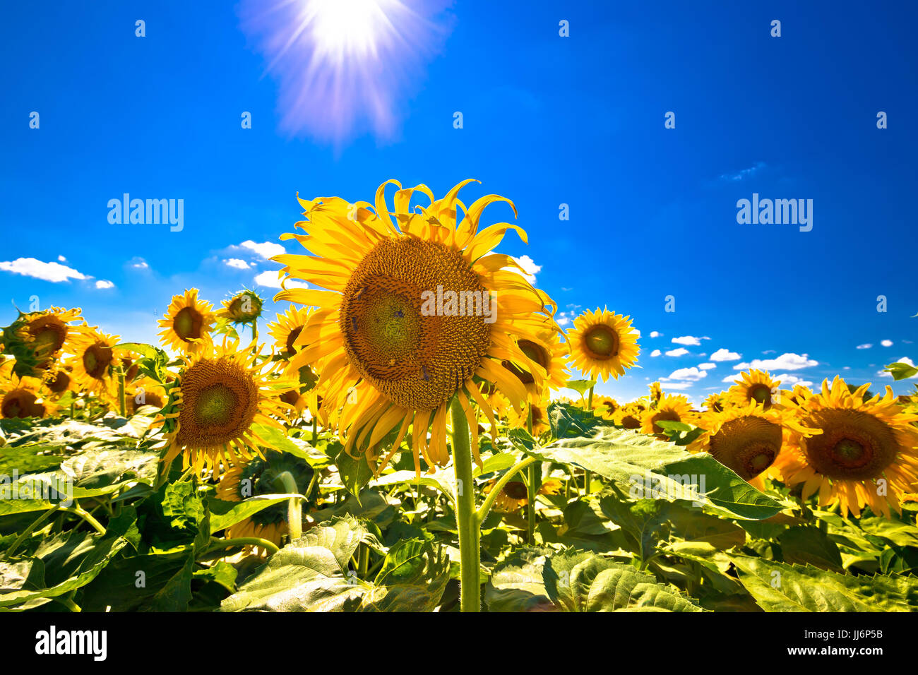 Campo di girasole sotto il cielo azzurro e sole vista, idilliaco paesaggio agricolo, Medjimurje, Croazia Foto Stock