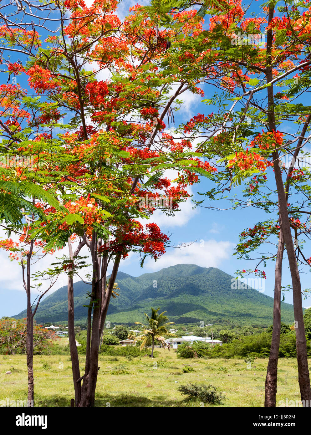 Red Flamboyant alberi con Nevis vulcano a distanza. St.Kitts e Nevis isola dei Caraibi Foto Stock