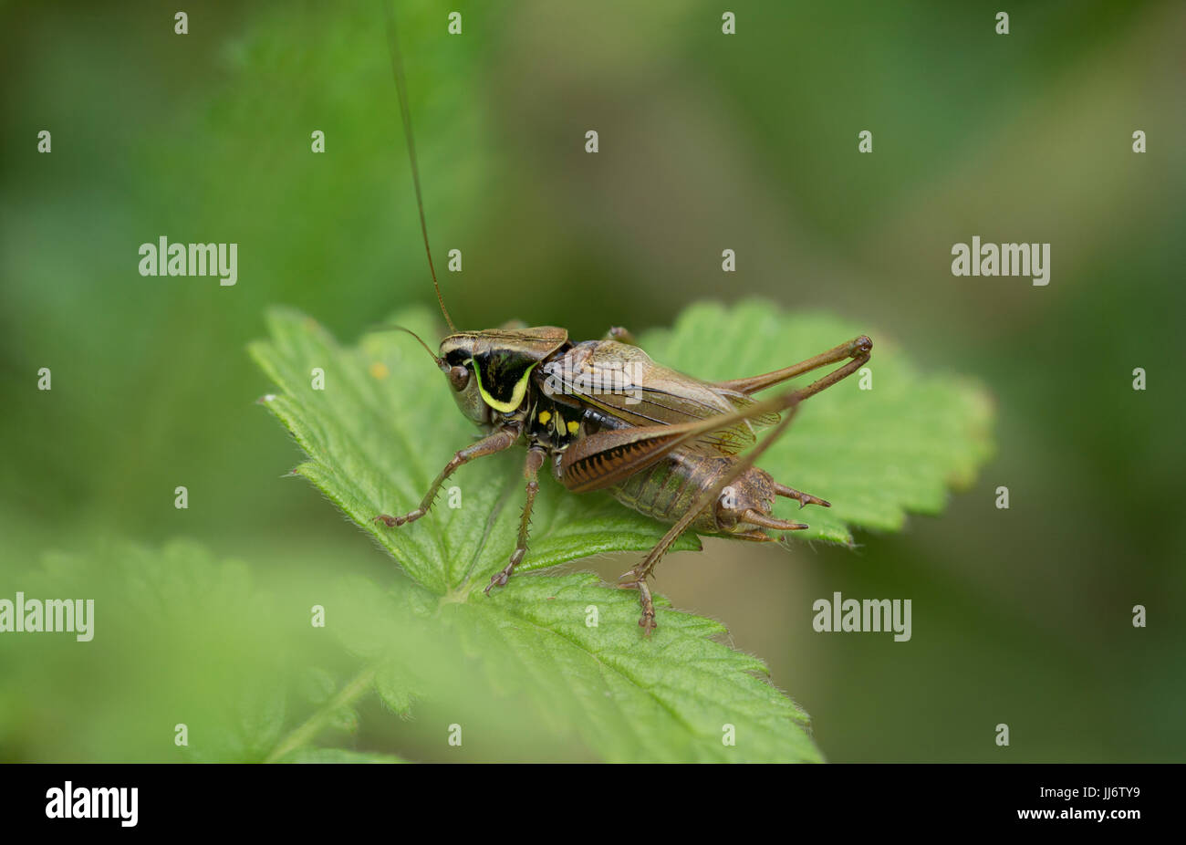 Un Roesel's Bush-cricket. Foto Stock