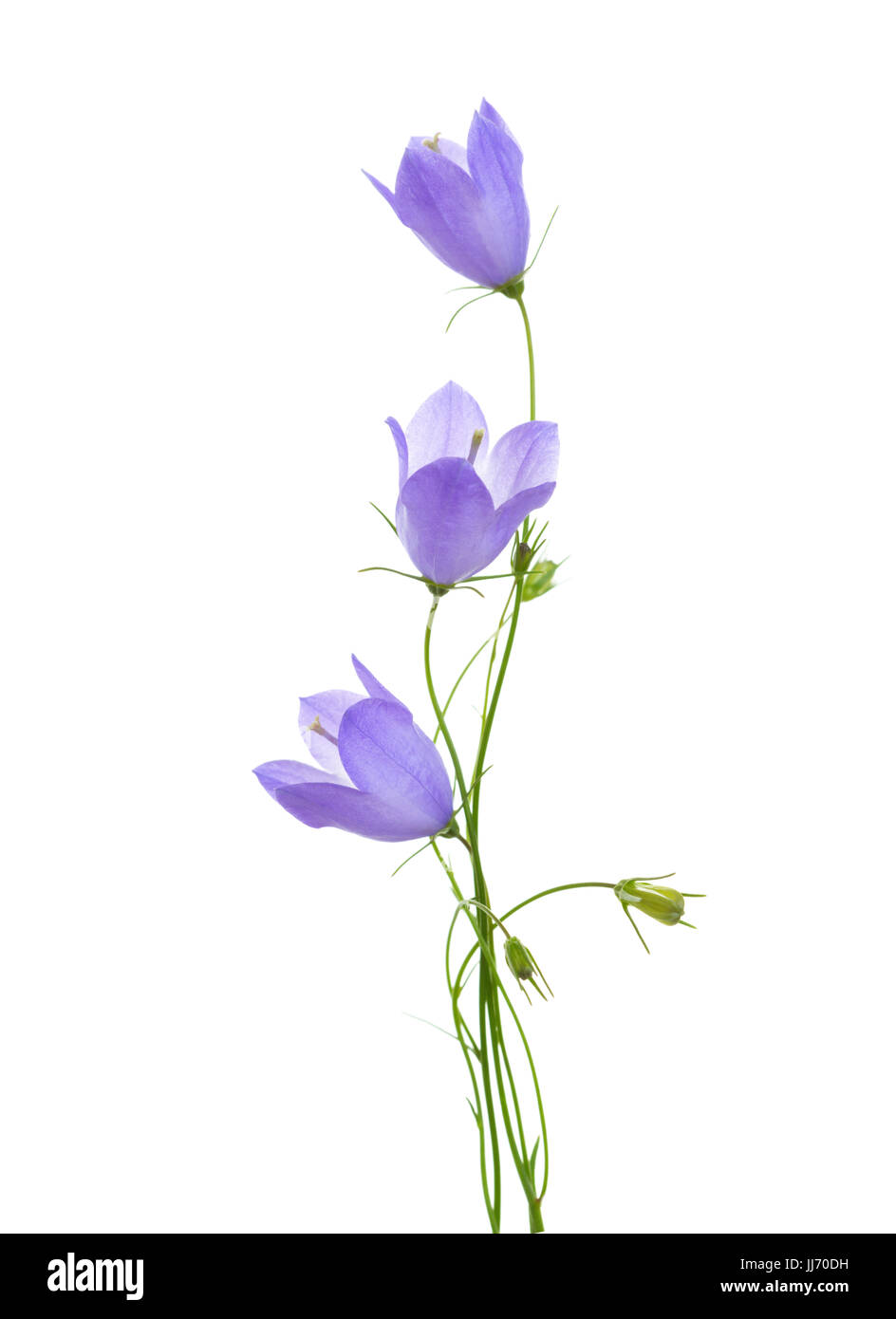 Tre campanule isolati su sfondo bianco. Foto Stock