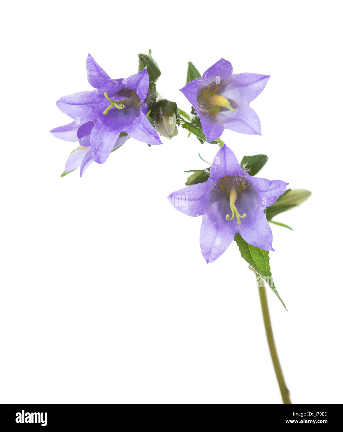 Campanule isolati su sfondo bianco. Foto Stock