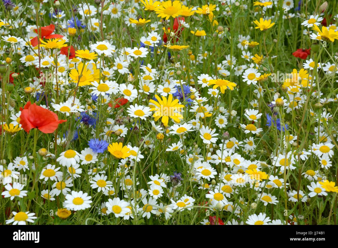 Piantato il prato di fiori selvaggi impasti colorati fiori di primavera estate fiori Foto Stock