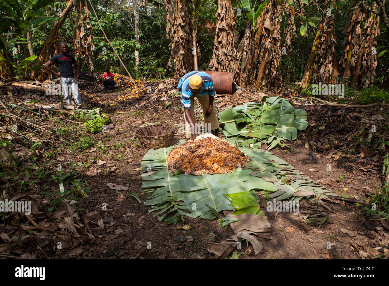 Un coltivatore di cacao in Ghana mettere la sua le fave di cacao in foglie di banano a fermentare. Foto Stock