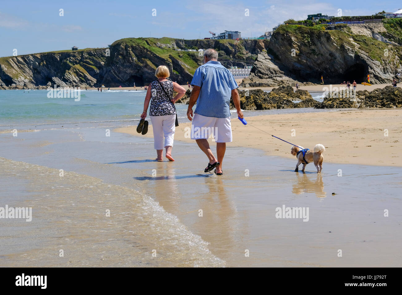 Giovane cane a camminare sulla spiaggia di Newquay Foto Stock