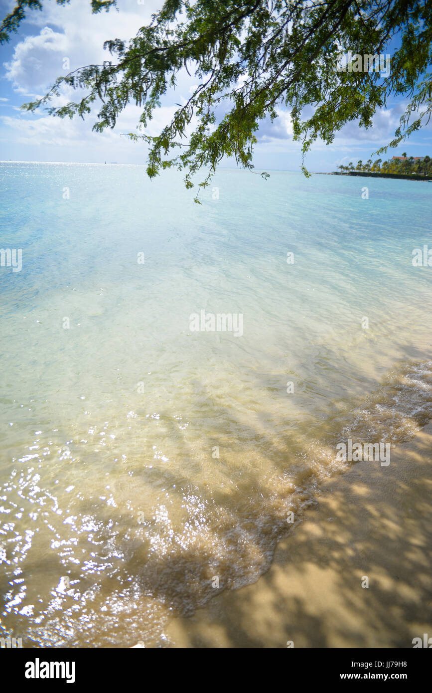 Vista oceano con albero sulla spiaggia di Aruba, dei Caraibi Foto Stock