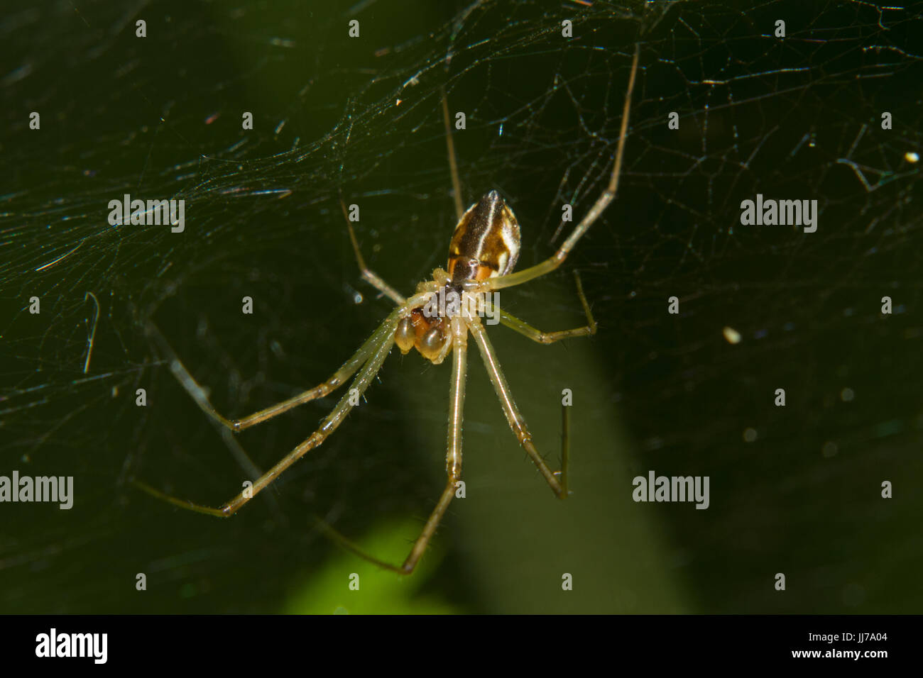 Piccola spider, una specie di Linyphia, in un web contro uno sfondo verde Foto Stock