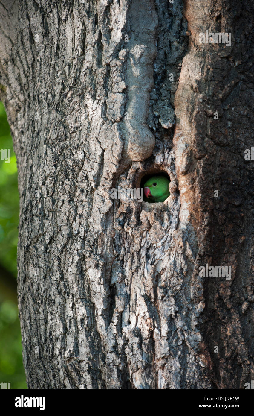 Ad anello o a collo alto Rose-inanellati parrocchetto, (Psittacula krameri), coetanei dal foro di nido, Regents Park, London, Regno Unito Foto Stock