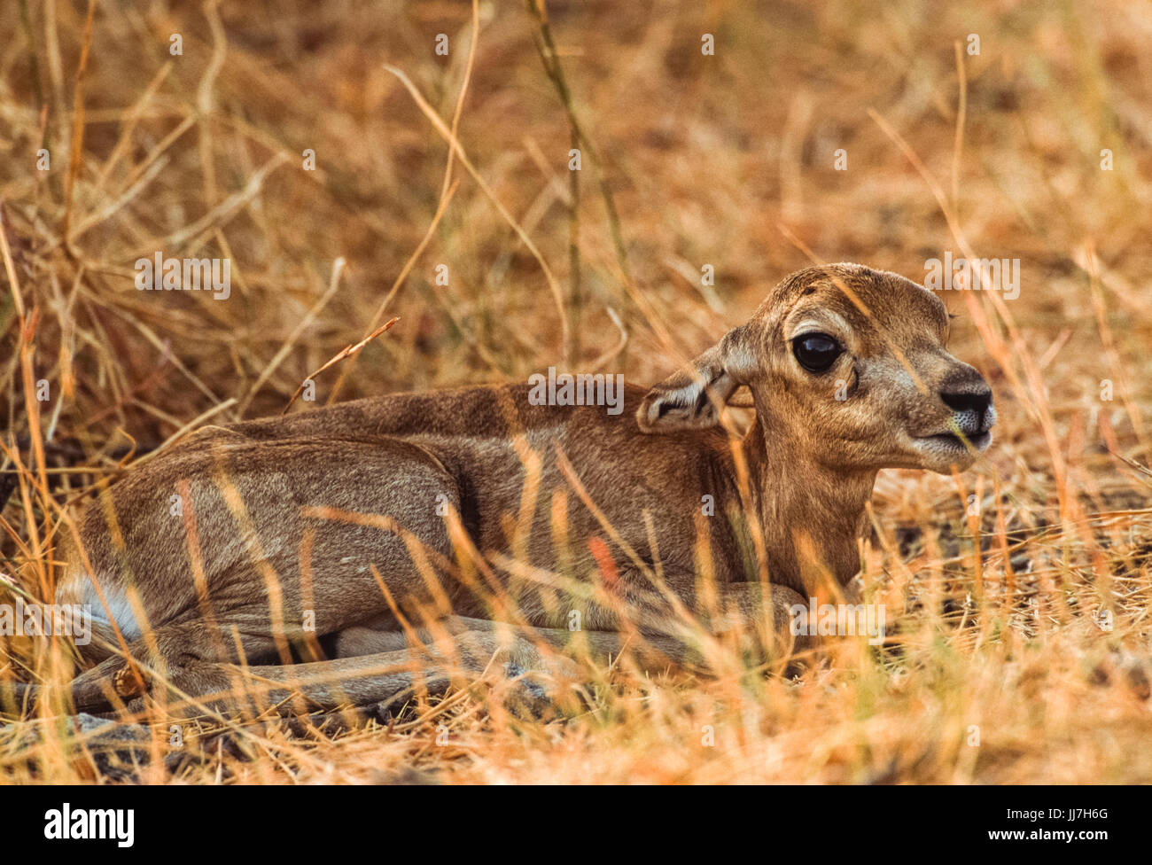 Blackbuck indiano fulvo, (Antilope cervicapra), Blackbuck National Park, Gujarat, India Foto Stock