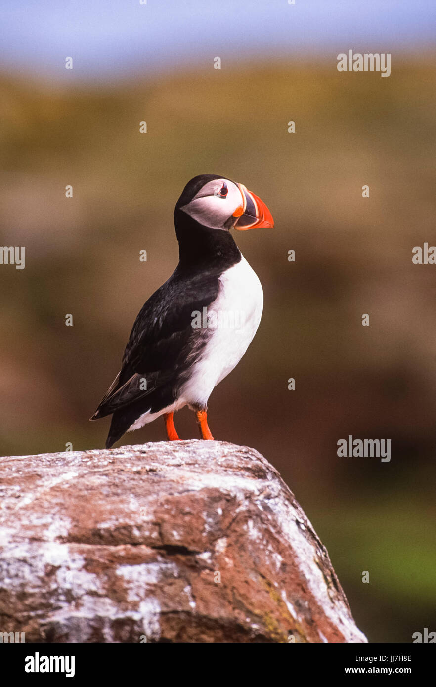 Atlantic Puffin o Common Puffin, (Fratercla artica), Isole Farne, Northumbria, Regno Unito, Isole britanniche Foto Stock