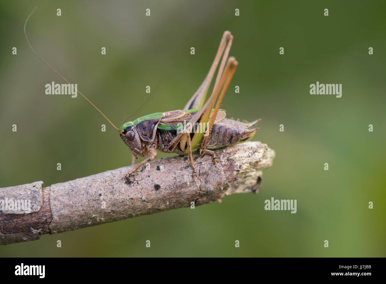 Un Bog Bush-cricket nella nuova foresta. Foto Stock