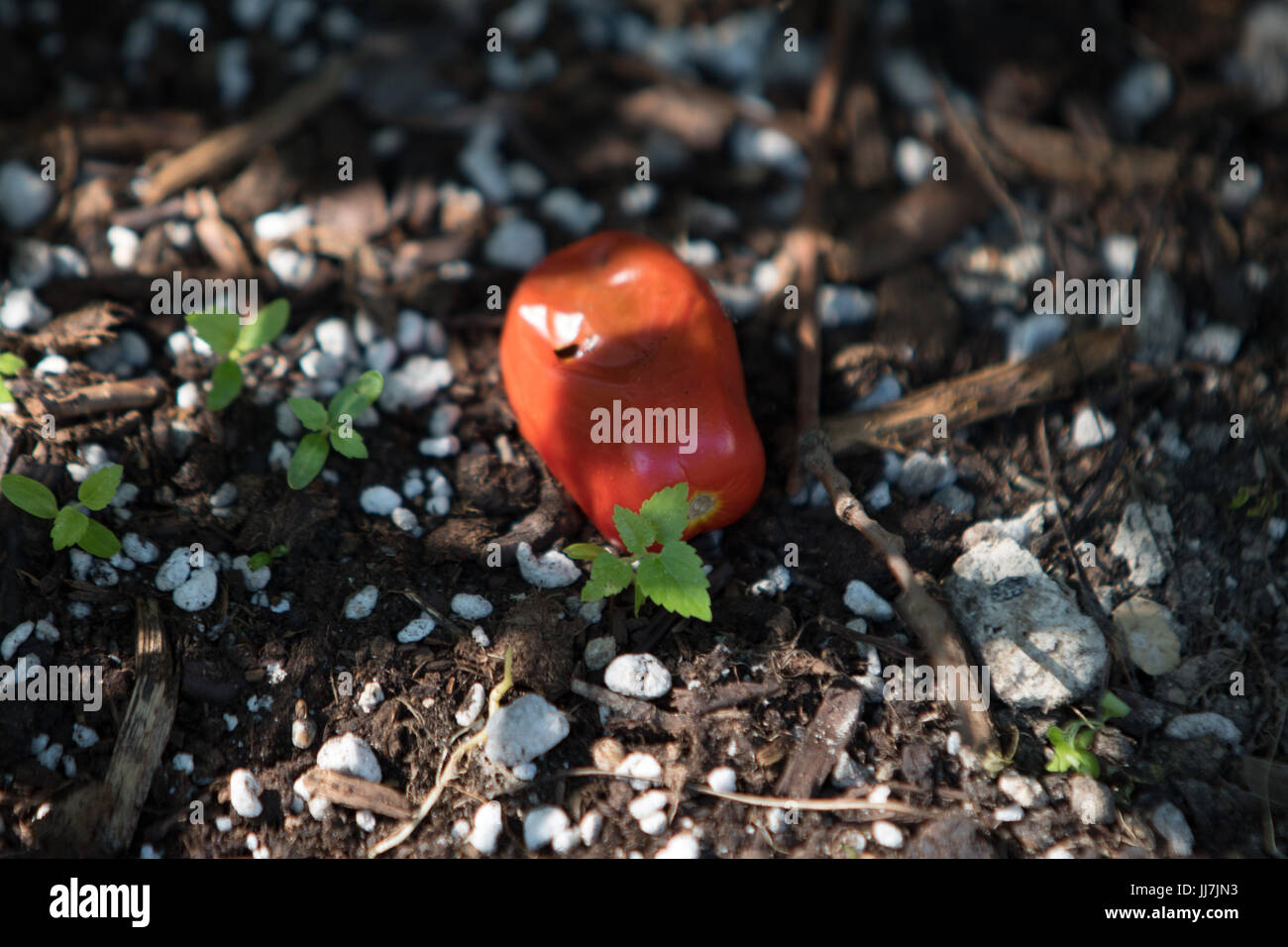 Un caduto il pomodoro Foto Stock