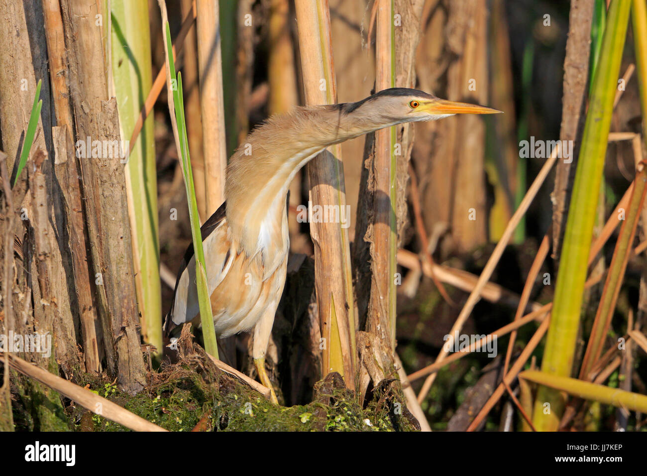 Voce maschile Tarabusino nel Delta del Danubio Romania Foto Stock