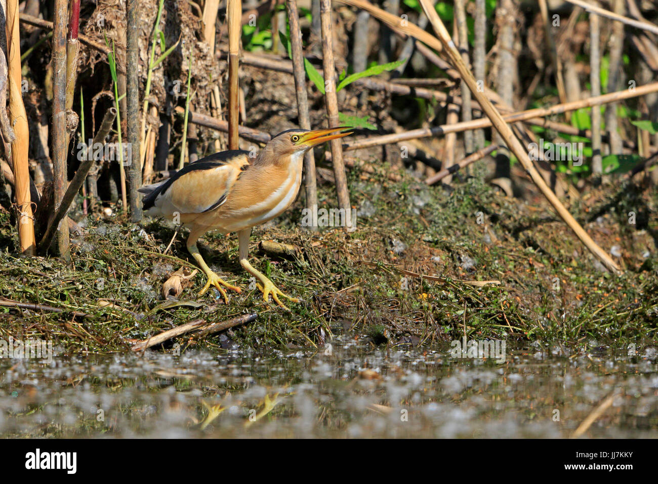 Voce maschile Tarabusino nel Delta del Danubio Romania Foto Stock