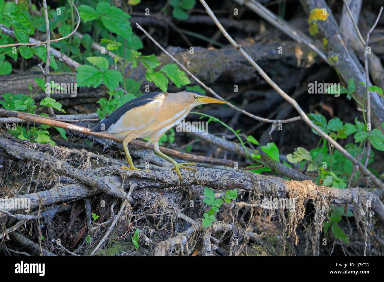 Voce maschile Tarabusino nel Delta del Danubio Romania Foto Stock