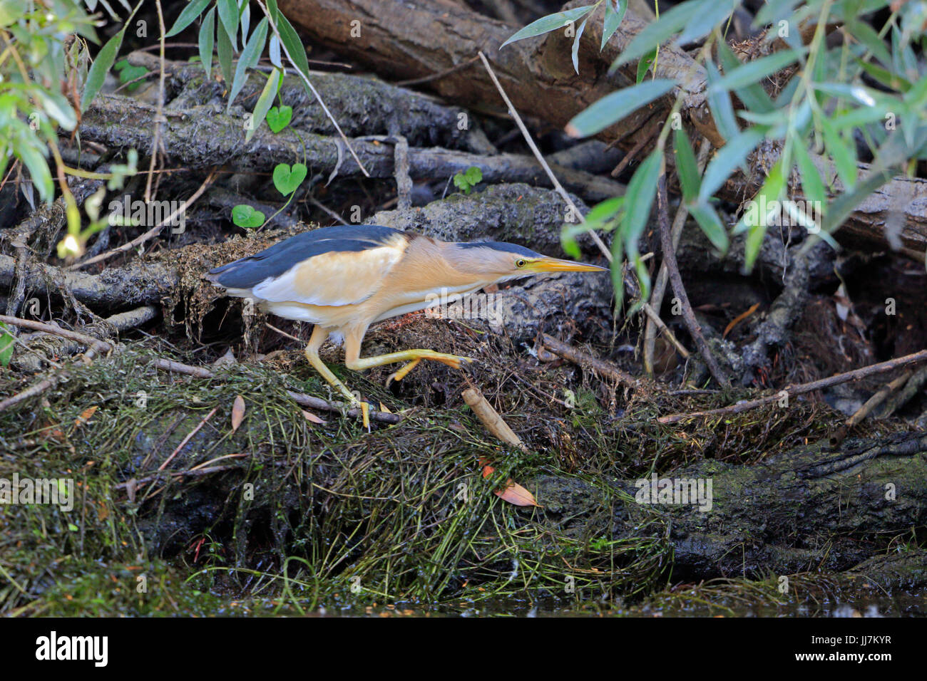 Voce maschile Tarabusino nel Delta del Danubio Romania Foto Stock