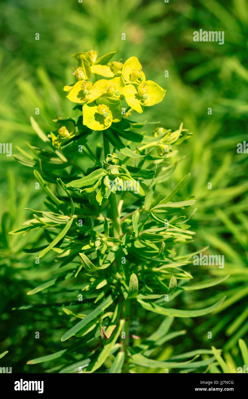 / Euforbia (Euphorbia seguieriana) | Steppen-Wolfsmilch / (Euphorbia seguieriana) Foto Stock