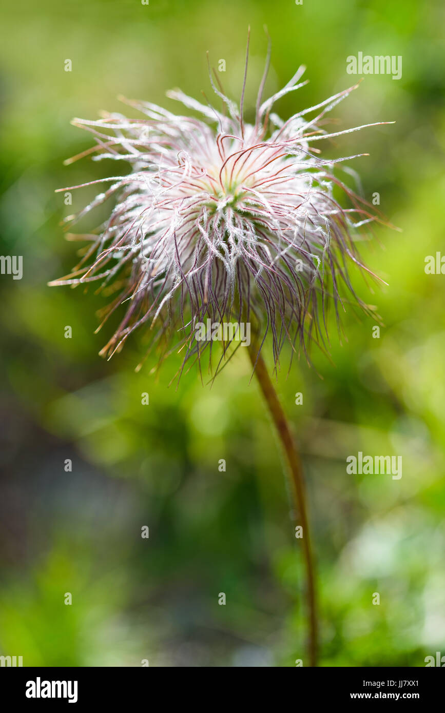 Pasqueflower alpino di frutta o anemone alpino, Pulsatilla alpina Foto Stock