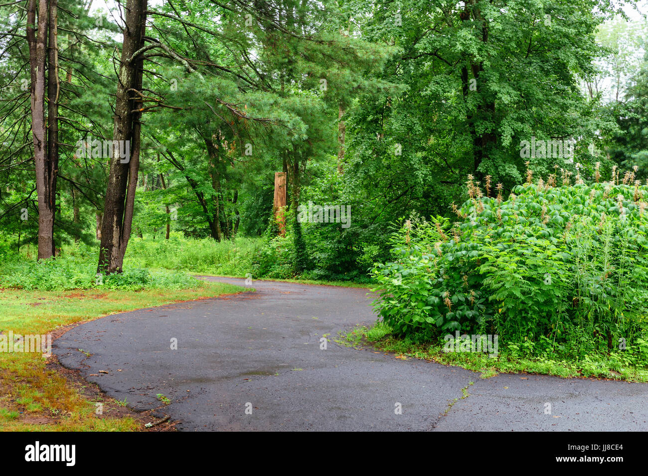 Natura alberi verdi con strada rurale in un tranquillo parco in primavera. Foto Stock