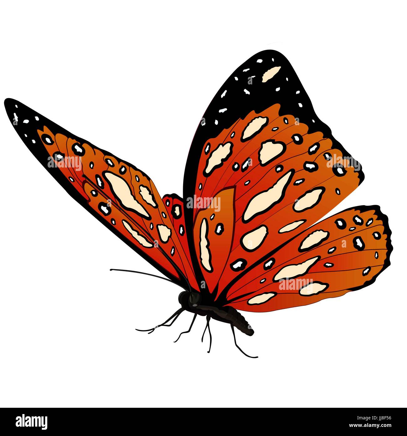 Butterfly con orange spotted ali, isolati su sfondo bianco. Illustrazione Vettoriale, banner, scheda, poster, flyer Illustrazione Vettoriale