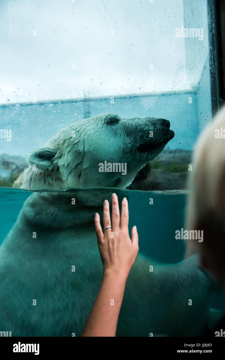 Una mano di donna cercando di toccare un orso polare Foto Stock