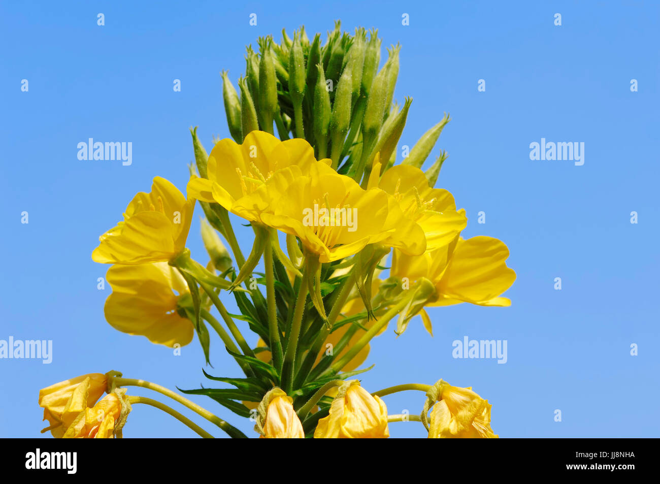 Enagra, Renania settentrionale-Vestfalia, Germania / (Oenothera biennis) | Gemeine Nachtkerze, Nordrhein-Westfalen, Deutschland Foto Stock
