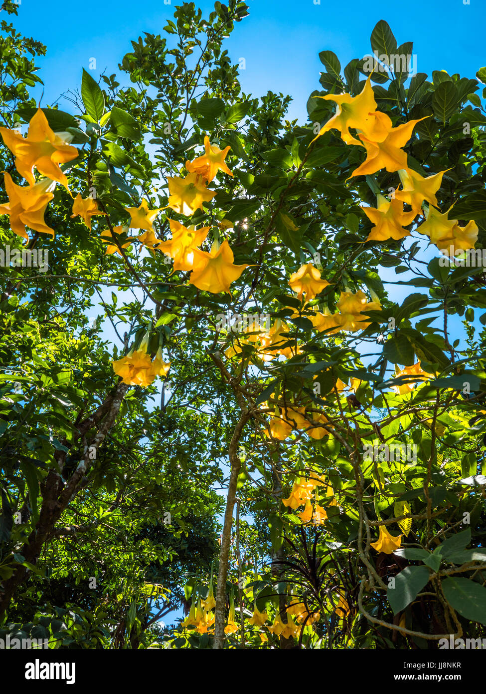 Brugmansia è un genere di sette specie di piante da fiore nella famiglia  delle solanacee. Essi sono woody alberi o arbusti, con fiori penduli e  hanno Foto stock - Alamy