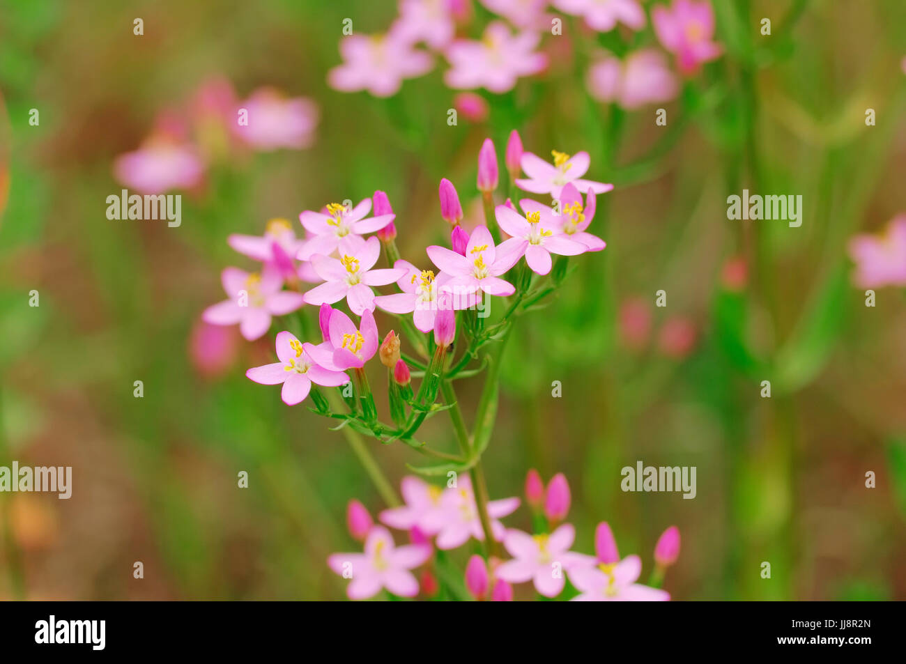 Minore Centaury, Renania settentrionale-Vestfalia, Germania / (Centaurium erythraea, Centaurium minus, Centaurium umbellatum) Foto Stock