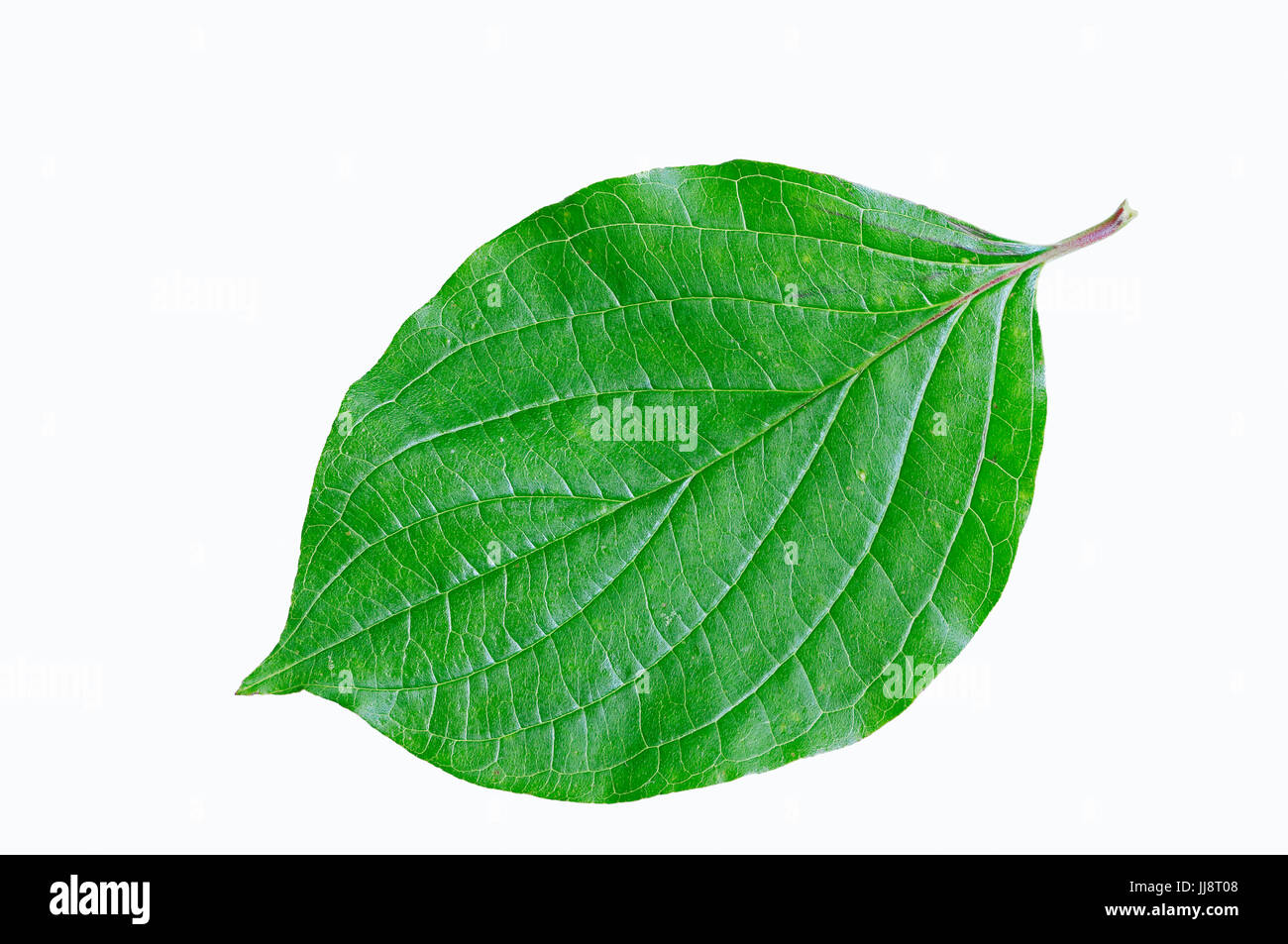 Corniolo, leaf / (Cornus sanguinea) | Blutroter Hartriegel, Blatt / (Cornus sanguinea) / Roter Hartriegel Foto Stock