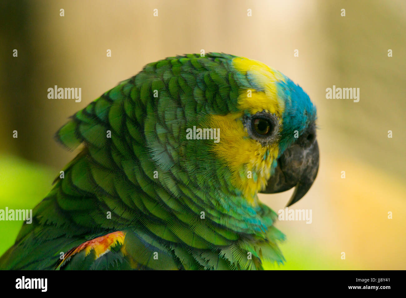 Close up macro ritratto di un pappagallo. Blu, giallo e verde di piume. Rainbow Lorikeet Foto Stock