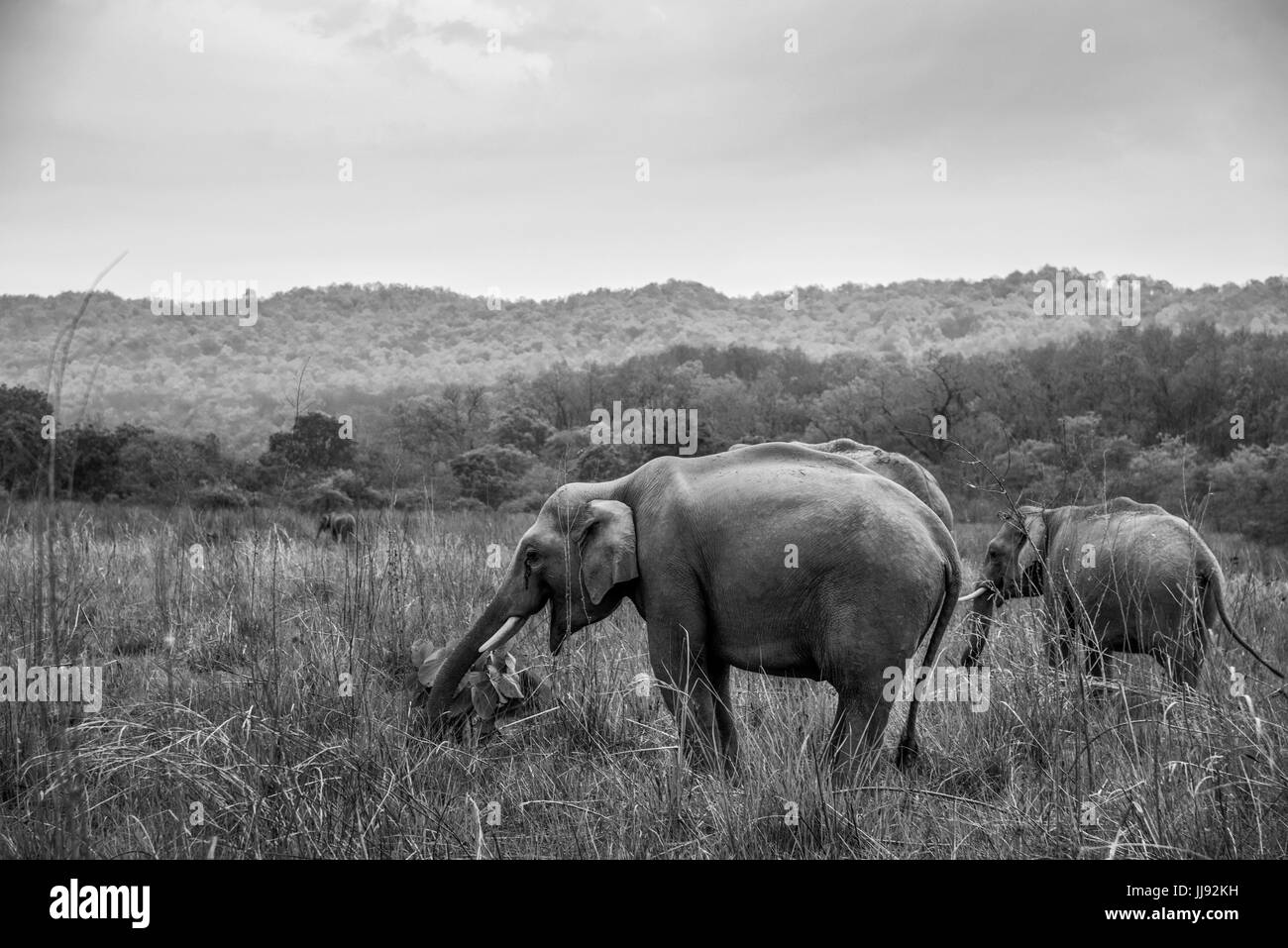 Una mandria di elefanti si sgrana nel parco nazionale di Dhikala Foto Stock