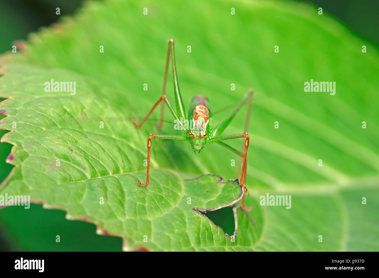 Chiazzato Bush-cricket, maschio, Renania settentrionale-Vestfalia, Germania / (Leptophyes punctatissima) Foto Stock