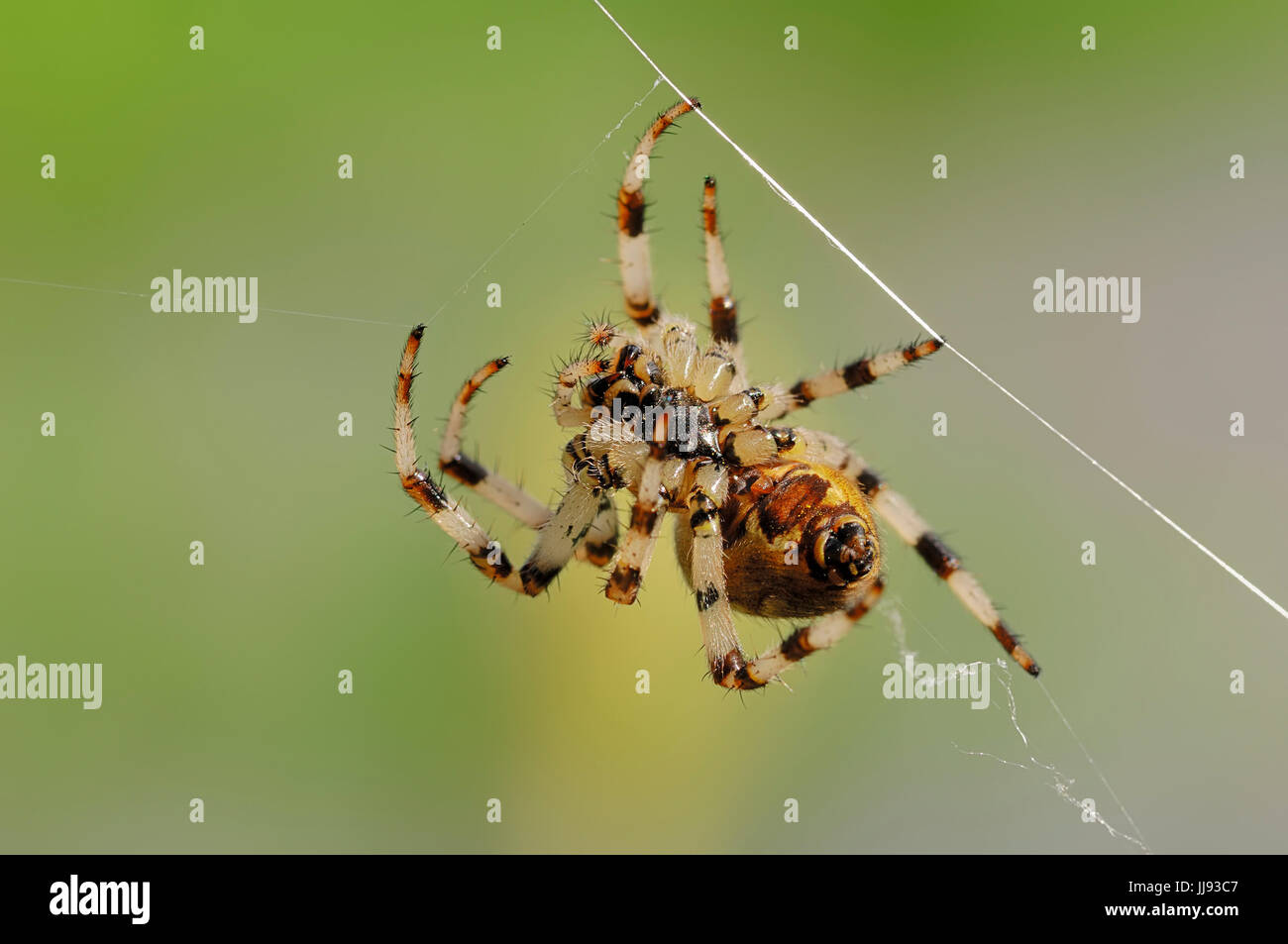 Quattro punti di Orb Weaver, femmina, Renania settentrionale-Vestfalia, Germania / (Araneus quadratus) / Fourspotted Orbweaver Foto Stock