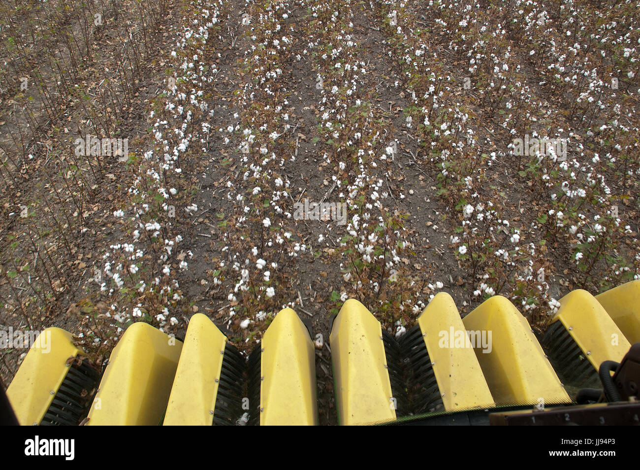 La raccolta del cotone in Texas 21-secolo e in stile Foto Stock