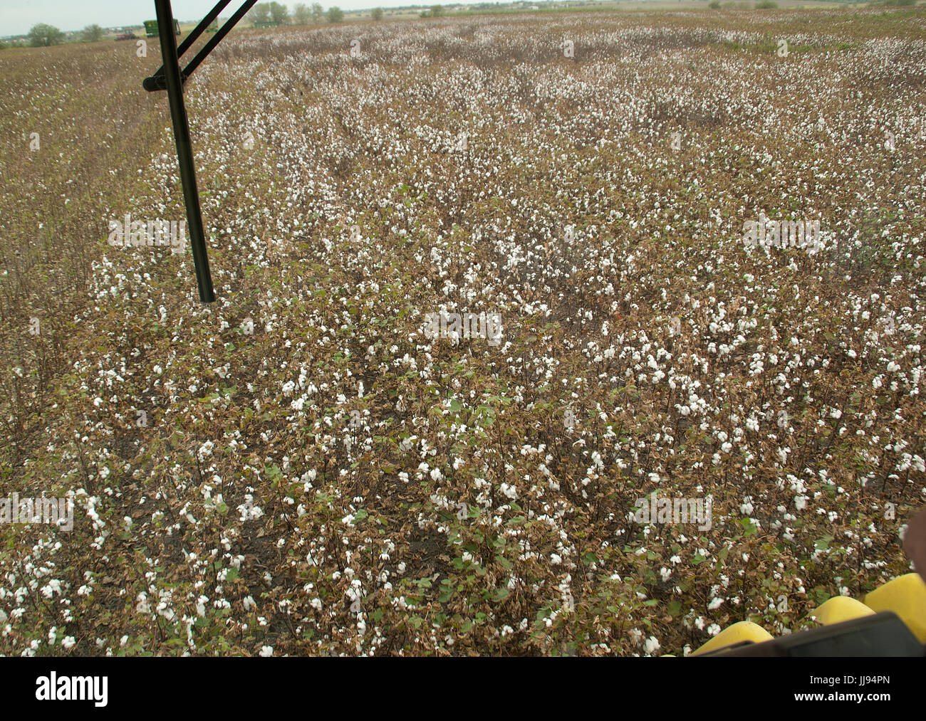 La raccolta del cotone in Texas 21-secolo e in stile Foto Stock