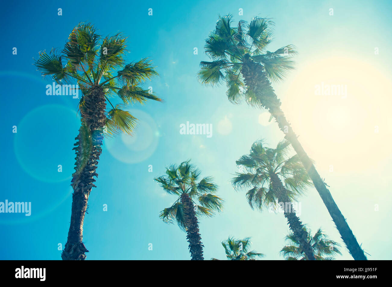 Cross-immagine elaborata di palme da sotto sulla giornata di sole lungo la passeggiata lungomare di Barcellona, Spagna Foto Stock