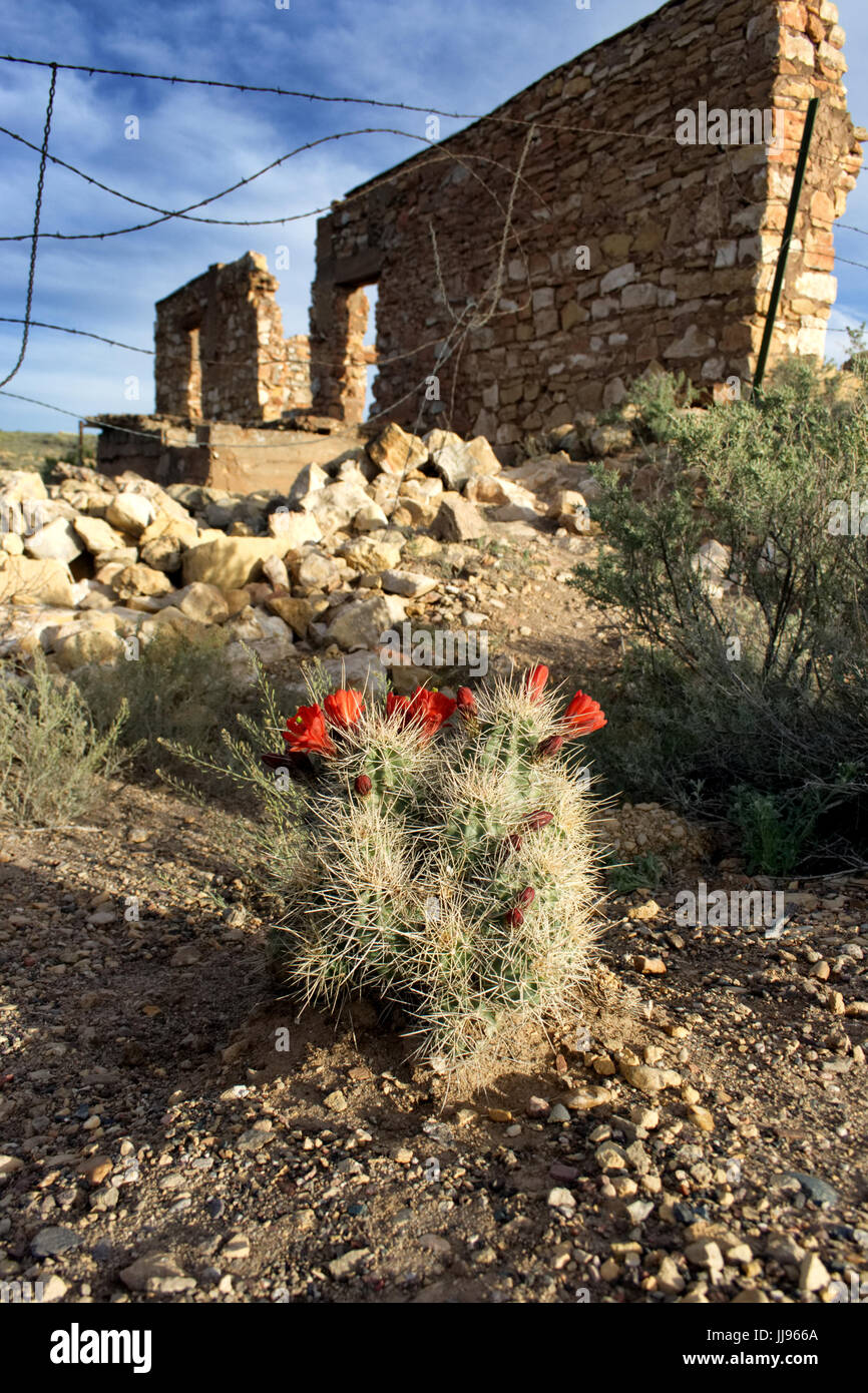 Cactus dalla rovina abbandonati in due pistole Arizona, AZ USA Foto Stock