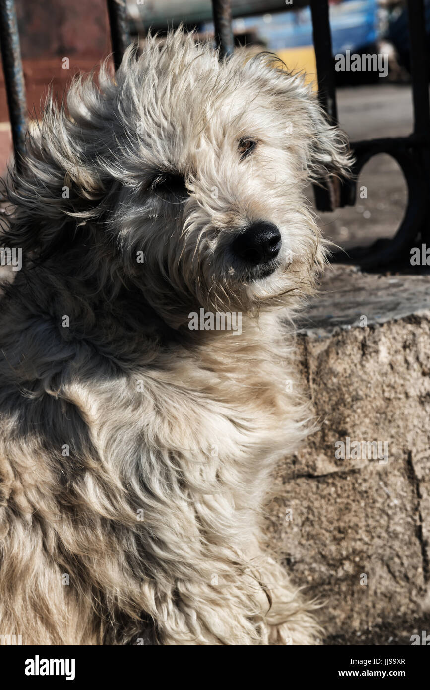 Un triste guardando shaggy street cane. Foto Stock
