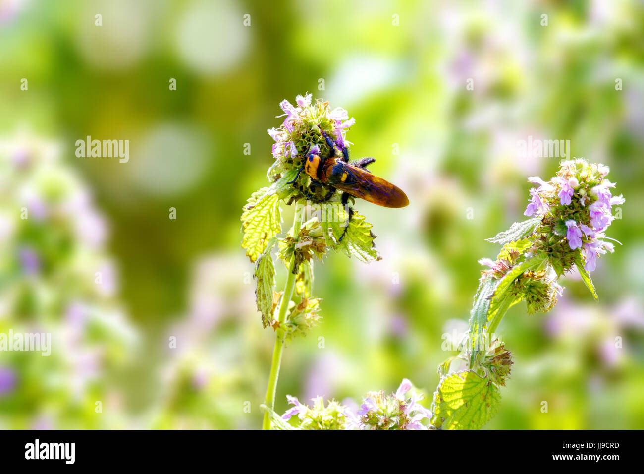 Immagine grande insetto hornet su fiori di campo Foto Stock