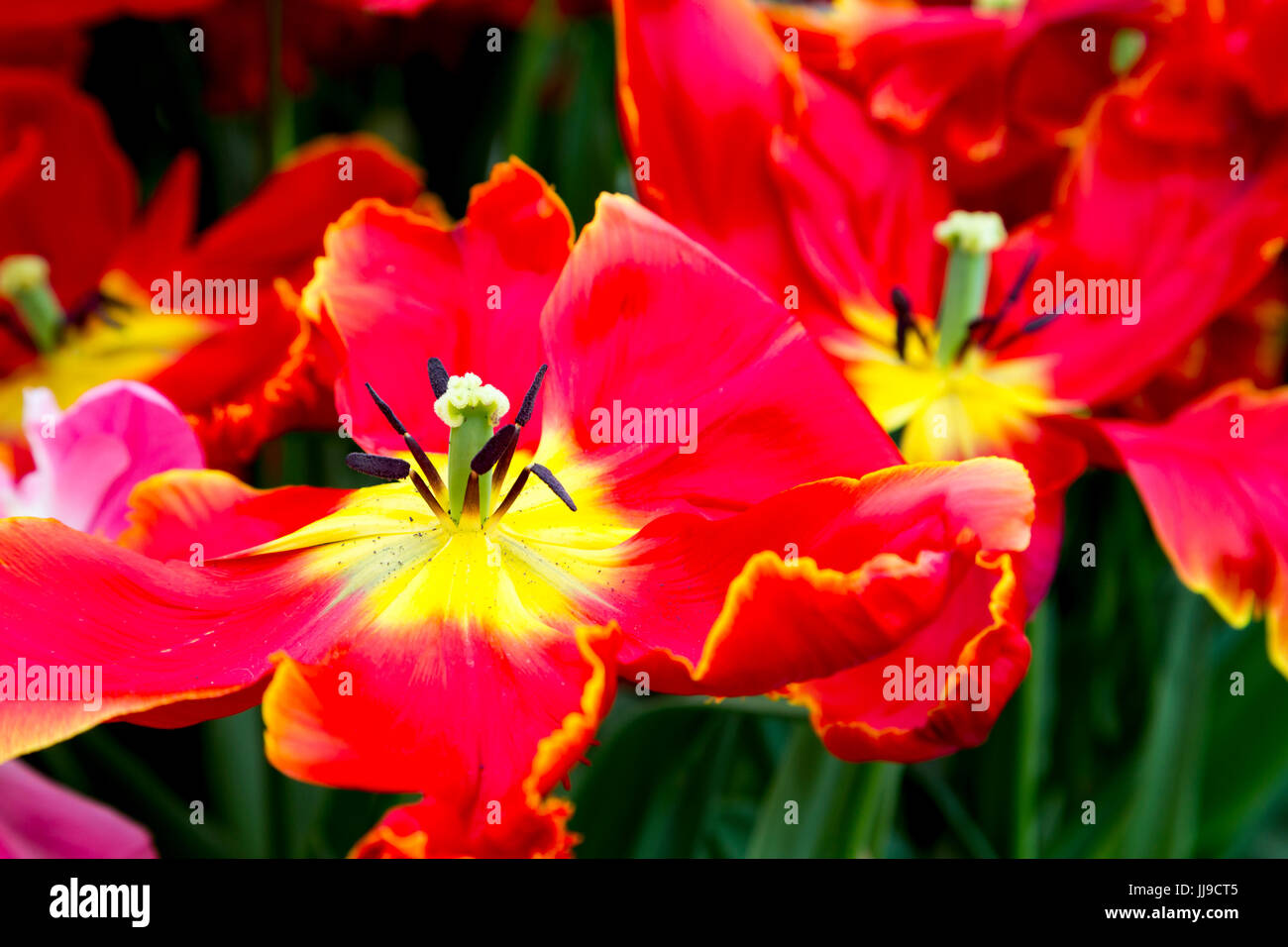 I tulipani a Keukenhof in Paesi Bassi Foto Stock