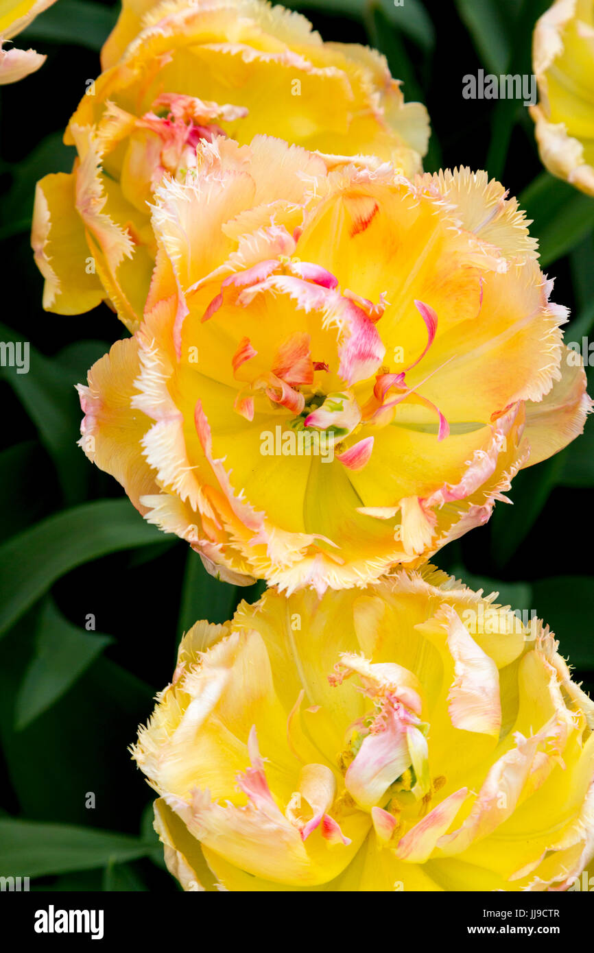 I tulipani a Keukenhof in Paesi Bassi Foto Stock