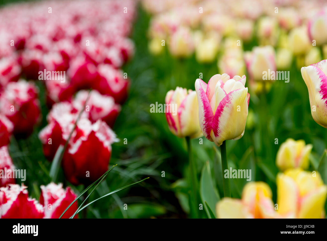 I tulipani a Keukenhof nei Paesi Bassi (Tulipa Rosy Bouquet con Canasta in background) Foto Stock