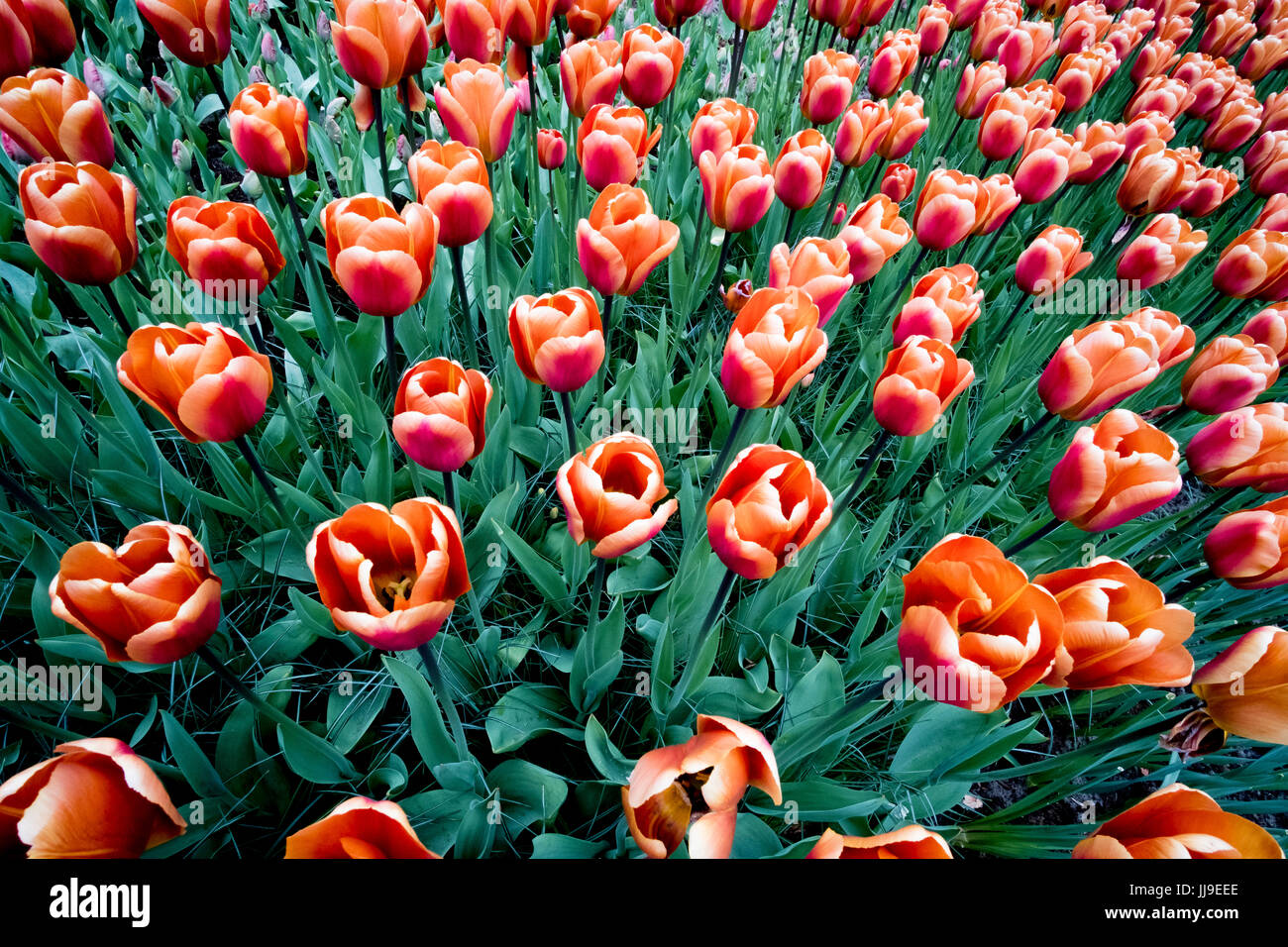 I tulipani a Keukenhof nei Paesi Bassi (zucchero di canna) Foto Stock