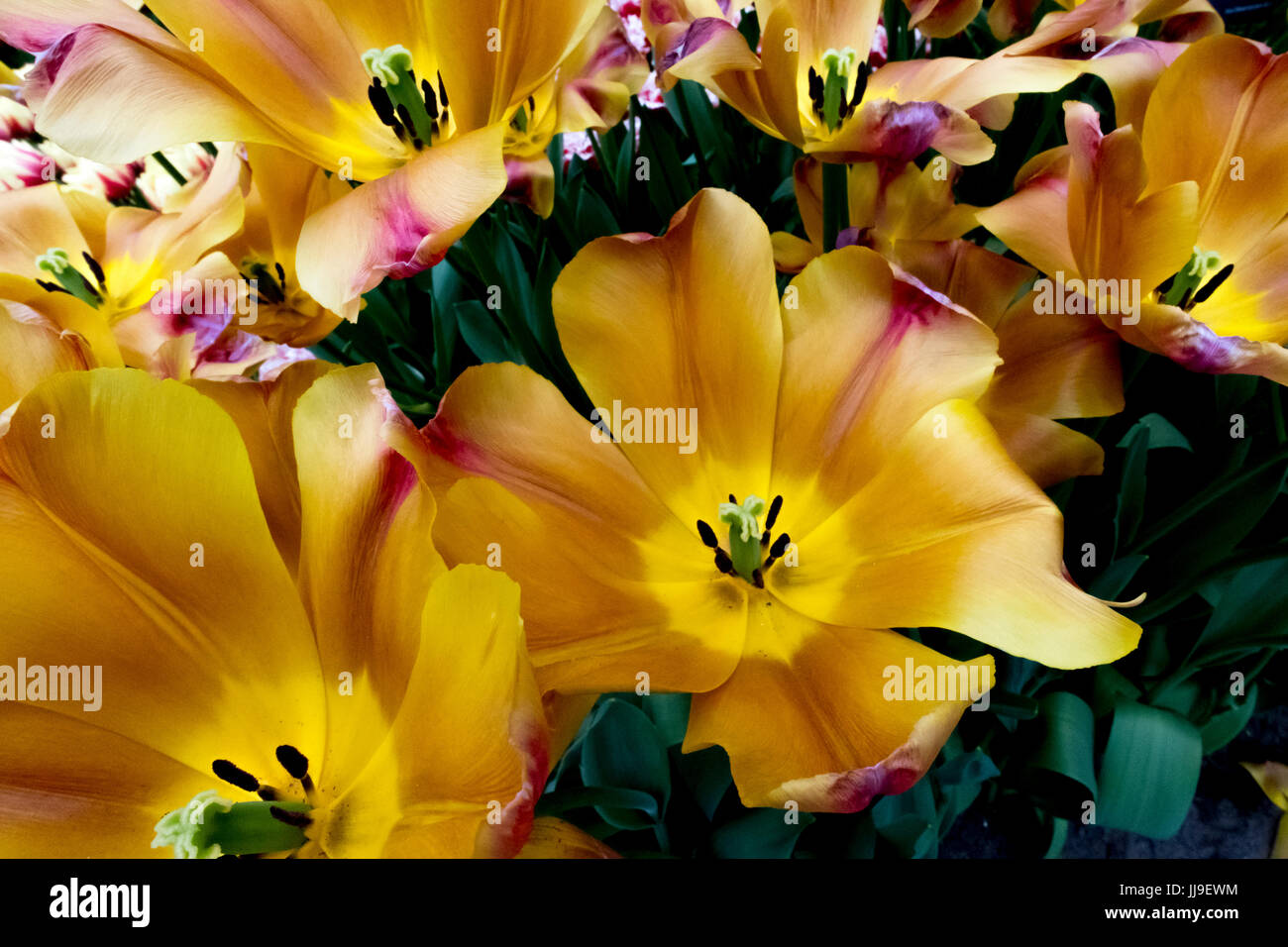 I tulipani a Keukenhof in Paesi Bassi Foto Stock