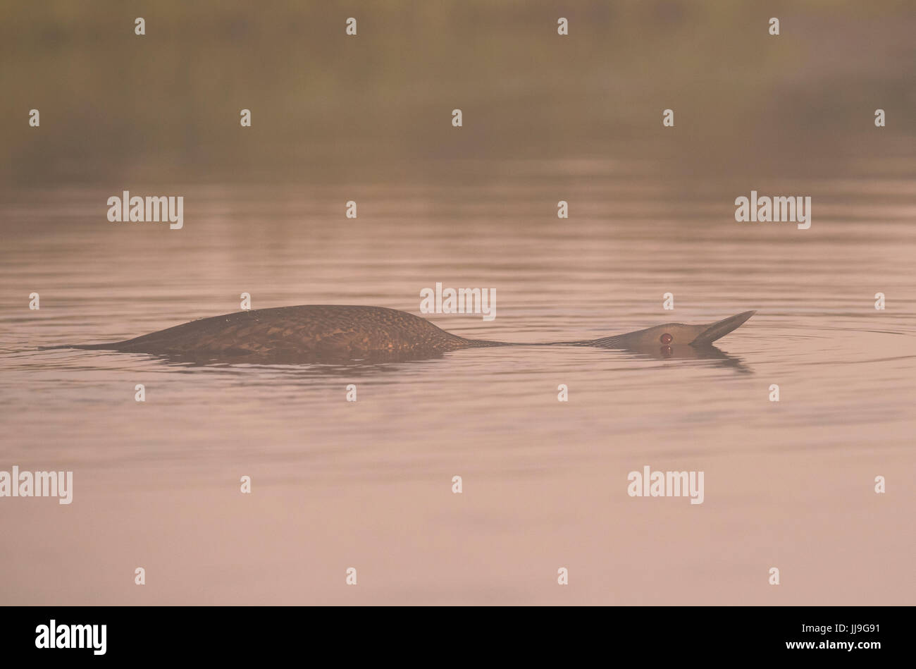 Un Red throated Diver (Gavia stellata) rilevamento pericolo sommerge quasi si tratta di tutto il corpo, Shetland, Regno Unito Foto Stock